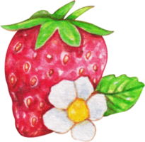 clipart fraise aquarelle png