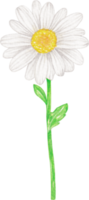 flor de margarida aquarela png