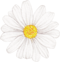 watercolor daisy flower png