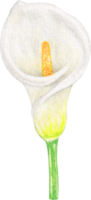 acuarela calla lirio flor png