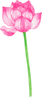 aguarela lótus flor png