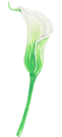 lis calla aquarelle png