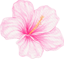 fleur d'hibiscus aquarelle png