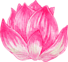 acuarela loto flor png