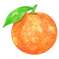 vattenfärg orange frukt png
