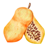 vattenfärg papaya frukt png