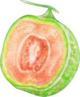 acquerello melone frutta png