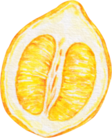 watercolor lemon clip art png