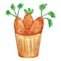 vegetal de zanahoria acuarela png