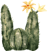 acquerello cactus pianta png