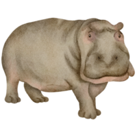 clipart hippopotame aquarelle png