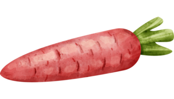 watercolor red carrot png