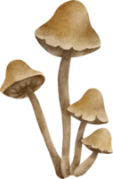 clipart champignon aquarelle png