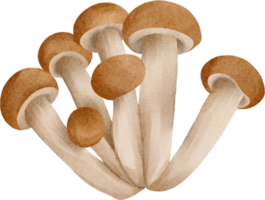 watercolor mushroom clip art png