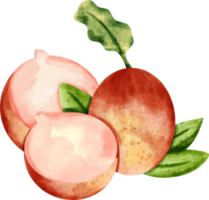 watercolor radish vegetable png