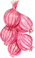watercolor shallot spice png