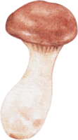 eryngii mushroom vegetable png