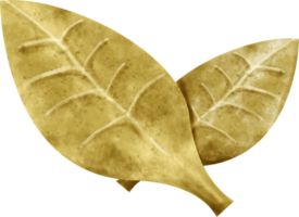 hojas de laurel acuarela png