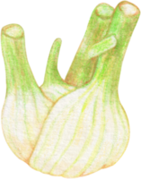 watercolor fennel vegetable png