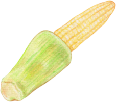 watercolor baby corn png
