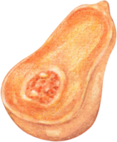 waterverf butternut squash png