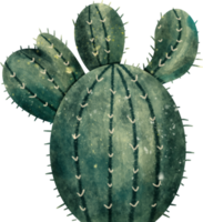 acuarela cactus planta png