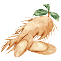 vattenfärg ginseng vegetabiliska png