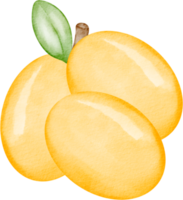 aquarelle prune fruit png