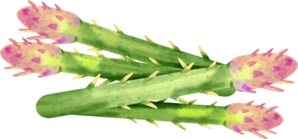 vattenfärg sparris vegetabiliska png