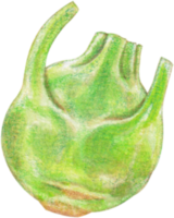 Kohlrabi Aquarell Clip Kunst png