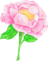 clipart aquarelle pivoine png