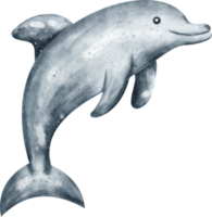 watercolor dolphin ocean png