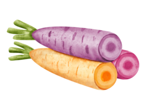 watercolor rainbow carrot png