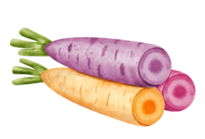 acquerello arcobaleno carota png