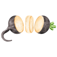 watercolor black radish png