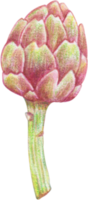 vegetal de alcachofra aquarela png