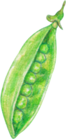 ervilha aquarela vegetal png