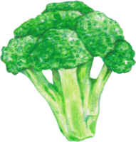 watercolor broccoli vegetable png