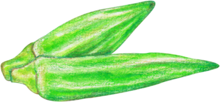 waterverf okra groente png