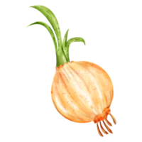 watercolor onion vegetable png