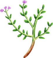 watercolor Thyme vegetable png