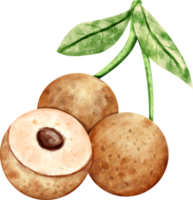 vattenfärg longan frukt png