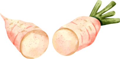 vattenfärg daikon vegetabiliska png