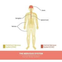 Main Components Of The Human Nervous System On White Background. vector