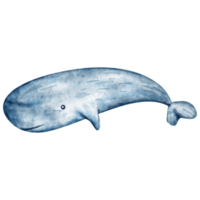 watercolor whale sea animal png