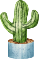 Aquarell Kaktus Pflanze png