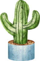 aquarelle cactus plante png