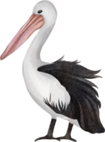 aguarela pelicano grampo arte png