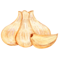 waterverf knoflook klem kunst png