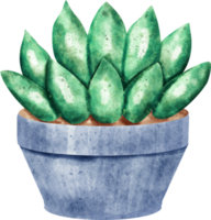 watercolor succulent plant png